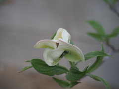 芽生