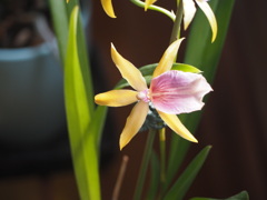 華麗