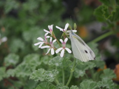 蜜寄