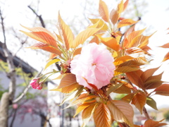八重