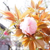 八重
