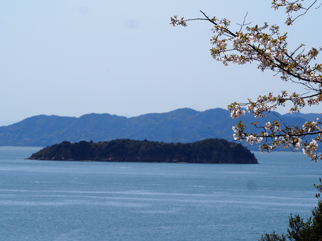 島彩