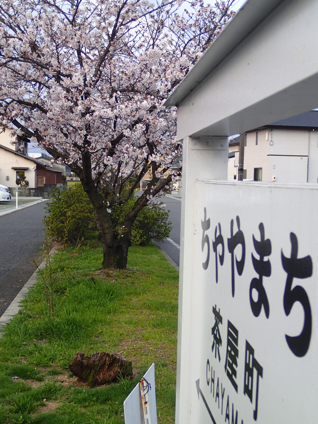 桜沿
