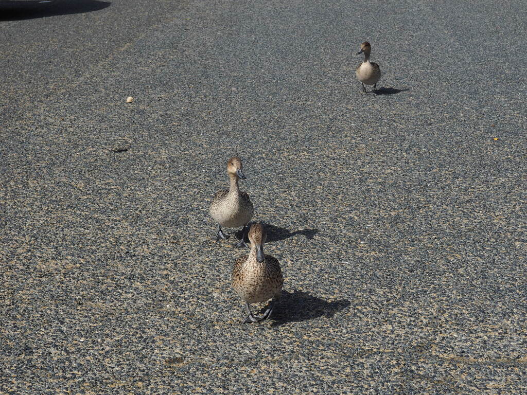 鳥歩