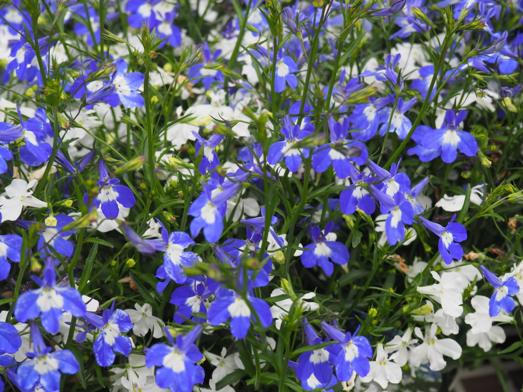 写華