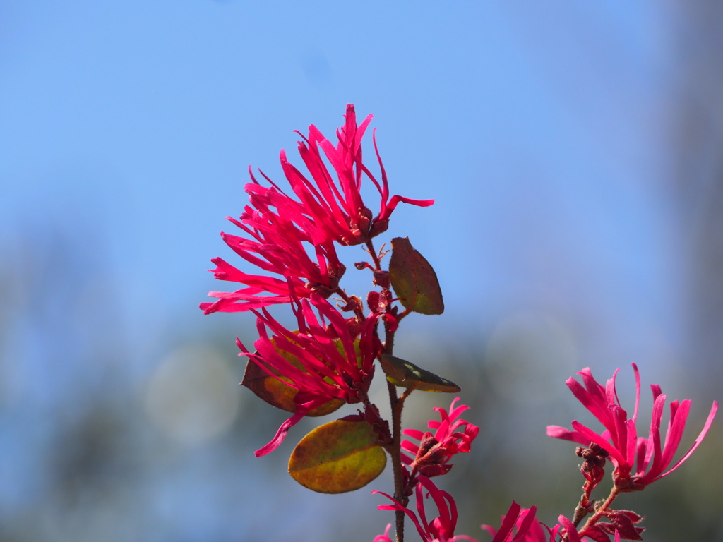 紅華