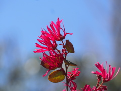 紅華