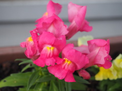 優花