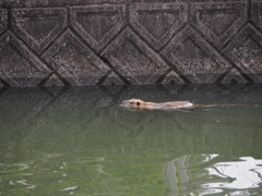 進泳