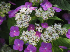 紫陽花