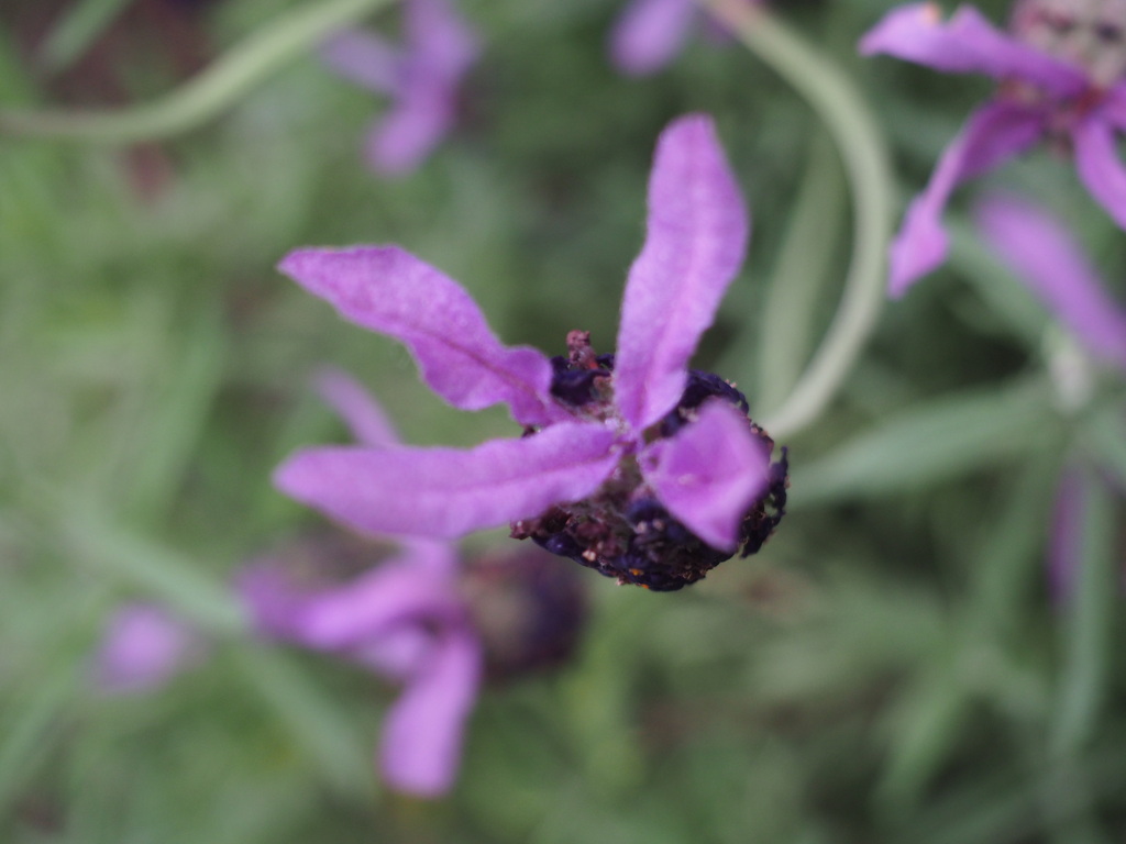 紫花