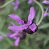 紫花