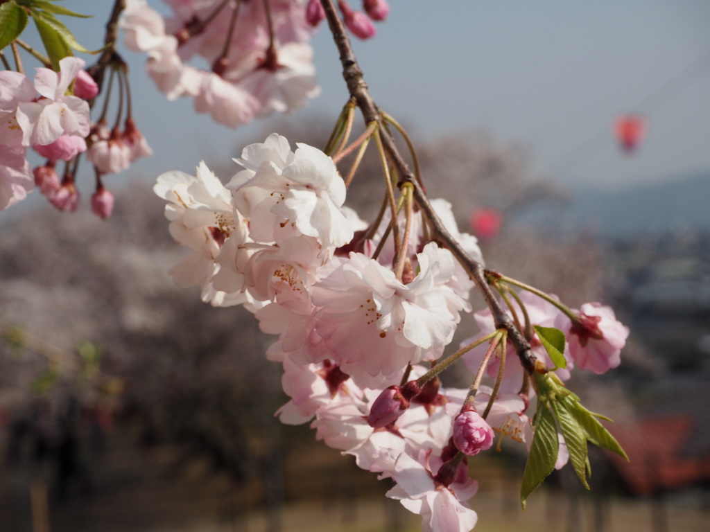 鮮花