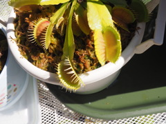 食虫