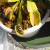 食虫