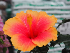 写華
