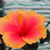 写華