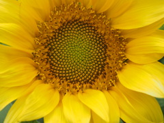 黄花