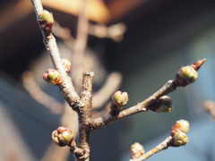 芽吹