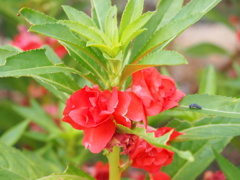 爪紅