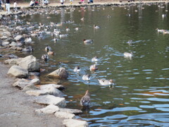 渡鳥