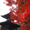 紅映