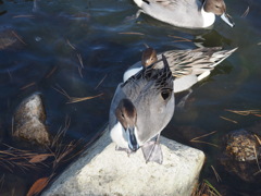 渡鳥