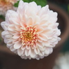 菊華