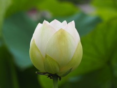 一窄