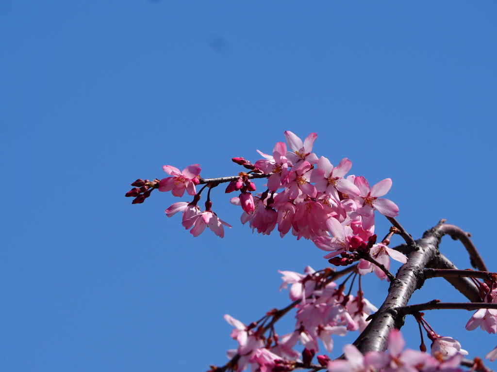垂桜