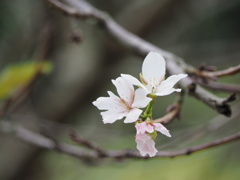 咲秋
