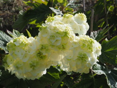 紫陽花
