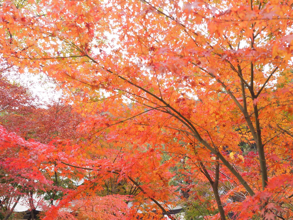 紅彩
