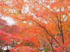 紅彩