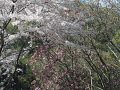 春華