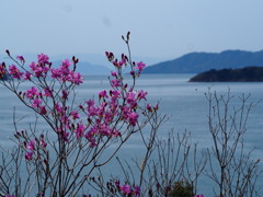 映咲