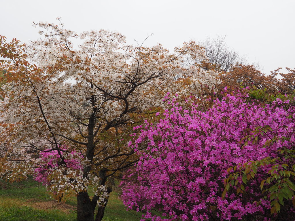 桜道