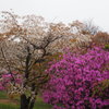 桜道