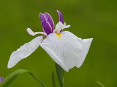 癒華