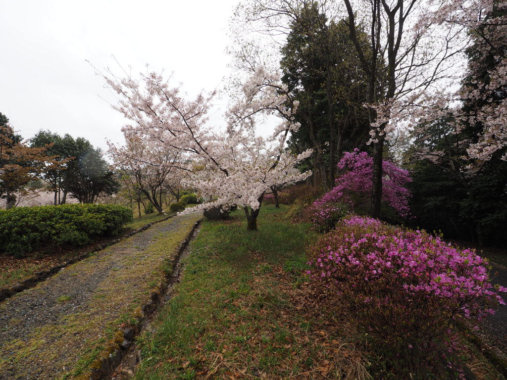 桜道