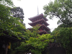 竹林