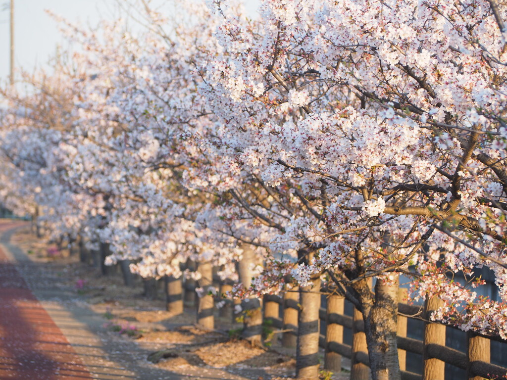 桜路