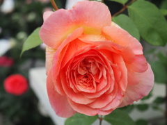 写華
