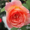写華