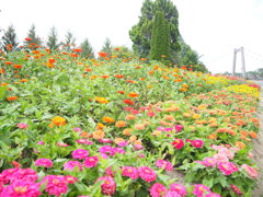 秋花