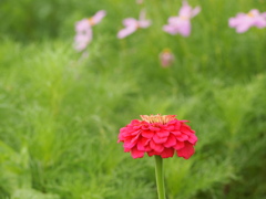 奏咲