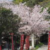 来年