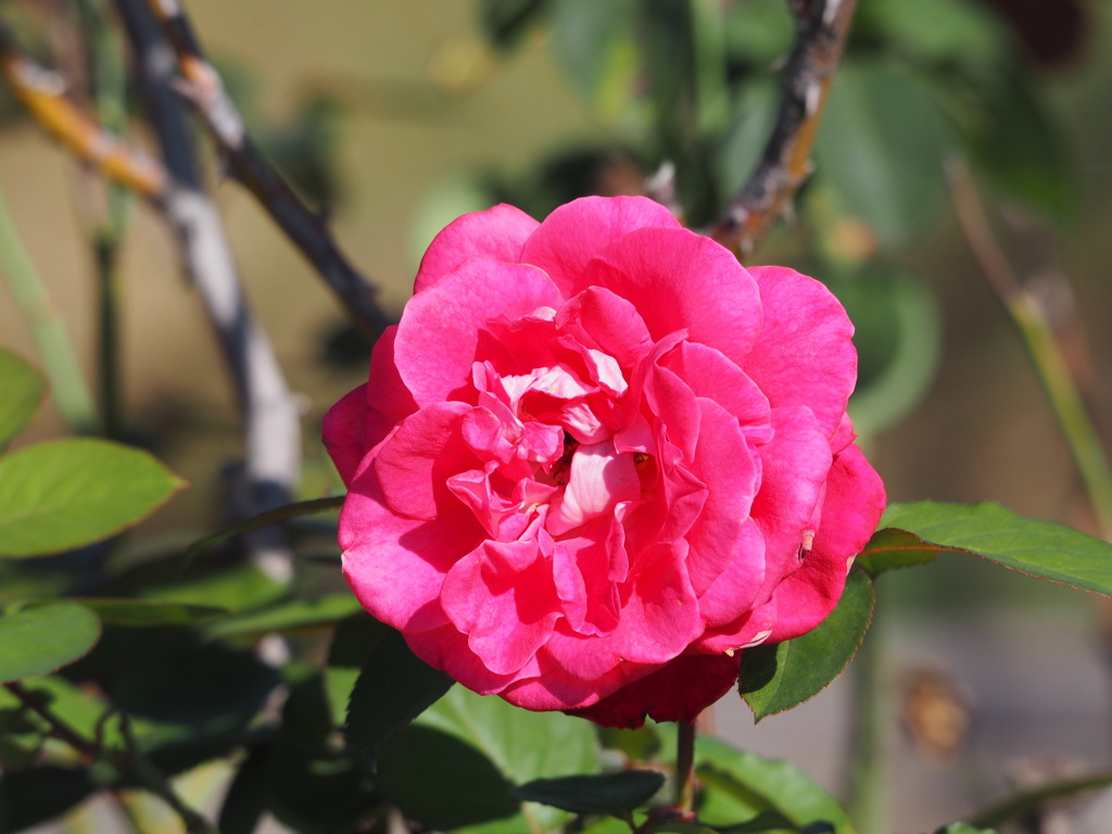 輝華