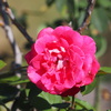 輝華