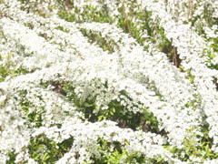 柳雪
